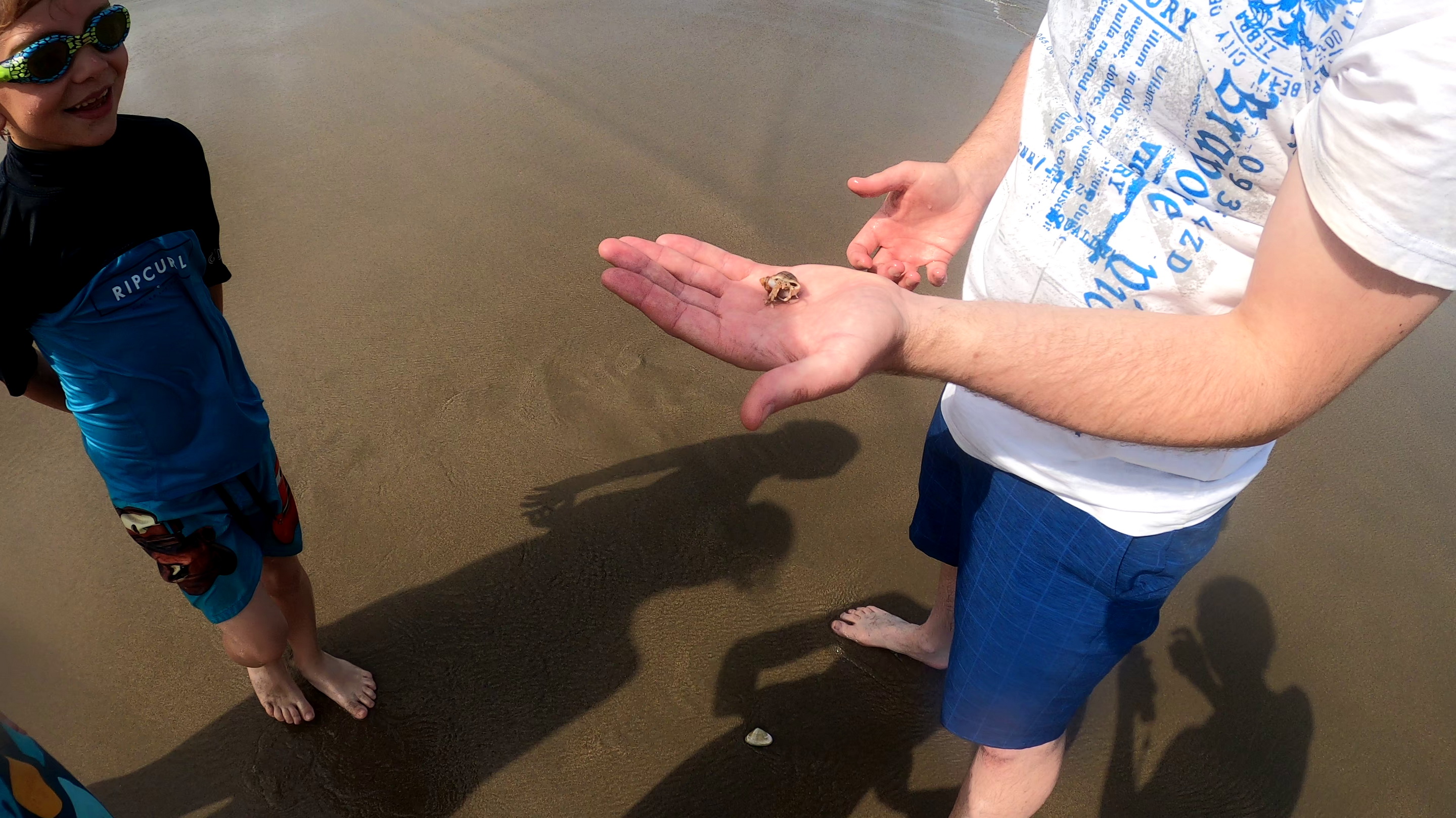 a crab on the Seven Mile Beach
